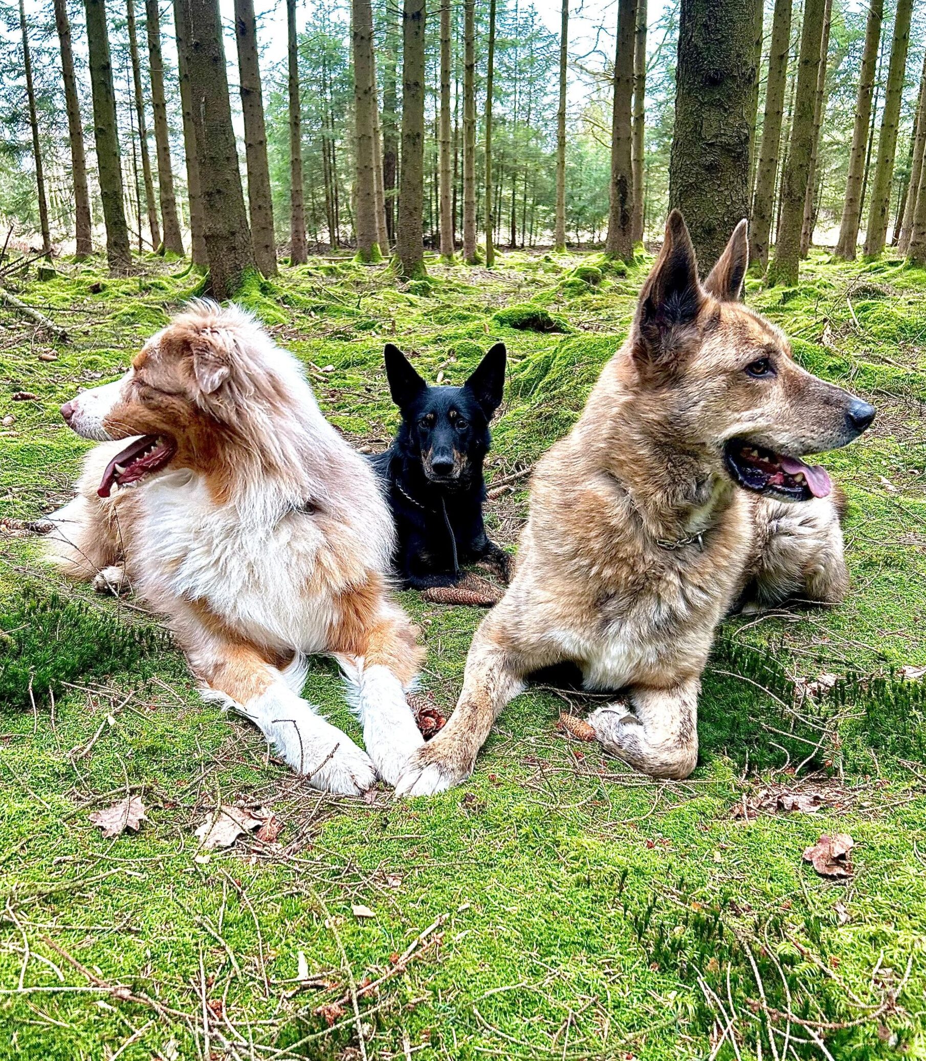 Unsere Hunde