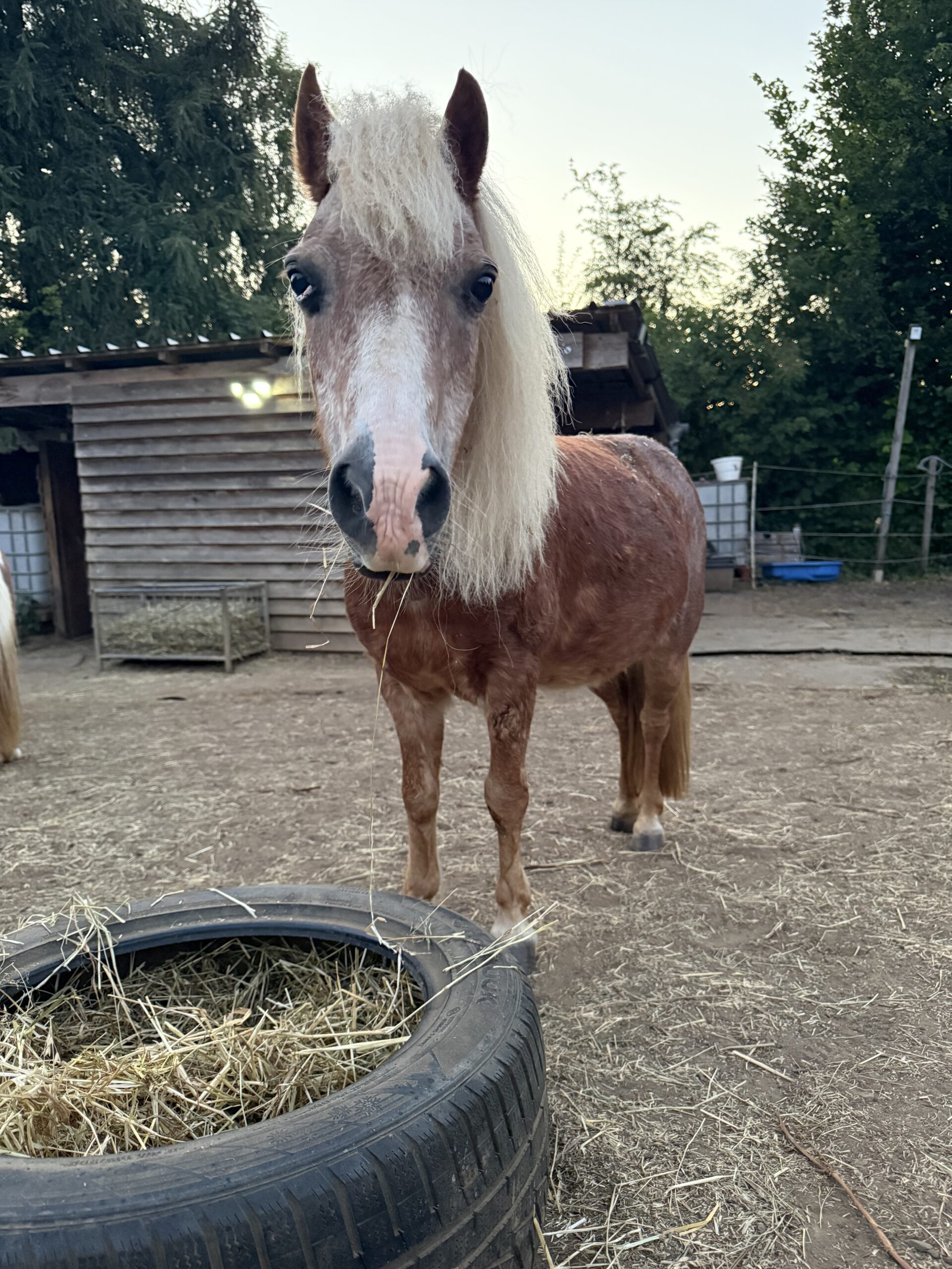 Dolly