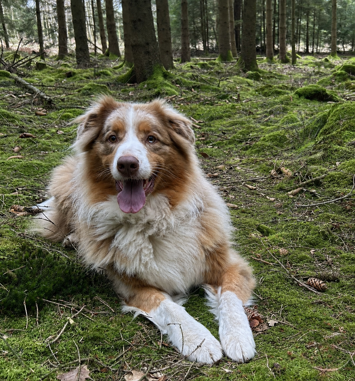 Oscar